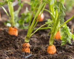 Коли і як сіяти моркву - місячний календар