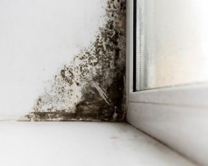Лучшие способы, как быстро удалить грибок на окнах, откосах и балконе