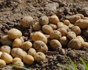 Що не можна садити після картоплі - важливі поради городникам