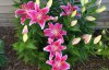 Здатні заспокоїти і зняти головний біль: п'ять найароматніших квітів для саду