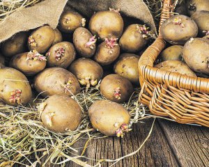 Як насіннєву картоплю підготувати до посадки: корисні поради