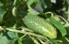 Що посадити біля огірків, щоб урожай збільшився вчетверо: корисні поради