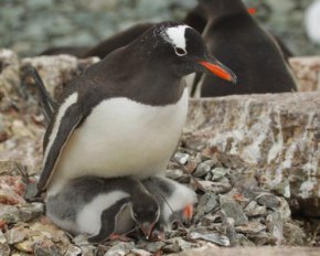 Украинские полярники показали необычное гнездо пингвинов-верхолазов