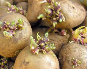 Когда сажать и обрабатывать картофель по лунному календарю: самые благоприятные дни