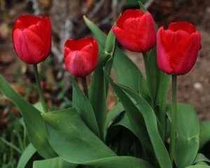 Чим підживлювати тюльпани навесні - важливі поради