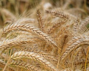 Франція тепер теж вимагає скорочення імпорту українського збіжжя до ЄС - Politico