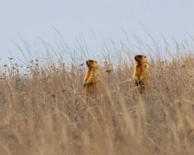 На Одещині прокинулись бабаки: показали неймовірні кадри диких тварин