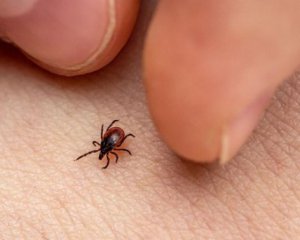 Як вберегтись від кліщів: корисні поради