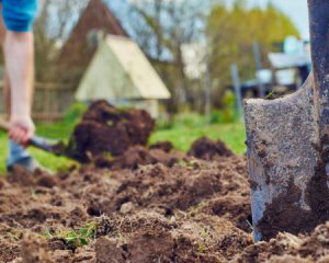 Що посадити у квітні: опублікували місячний посівний календар