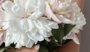 Зозулині черевички та стокротки: як красиво звучать назви квітів українською