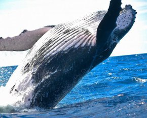 Горбатый кит играет наперегонки с судном - уникальное видео полярников
