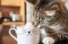 Как приучить кота не сбрасывать вещи на пол
