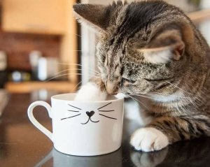 Как приучить кота не сбрасывать вещи на пол
