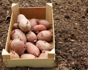 От болезней и колорадского жука помогут народные методы: чем обработать картофель перед посадкой