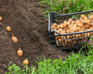 Після яких рослин не можна садити картоплю: секрети досвідчених городників