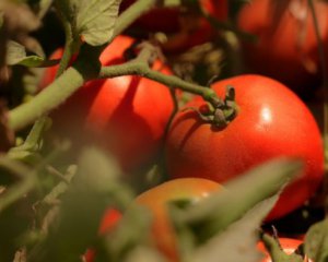 В Украине выросла цена на свежие помидоры: аналитики назвали причину