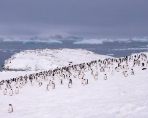 Украинские полярники насчитали рекордное количество пингвинов. О чем это свидетельствует