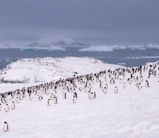 Українські полярники нарахували рекордну кількість пінгвінів. Про що це свідчить