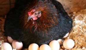 Чому кури клюють яйця та як їх від цього відучити: корисні поради