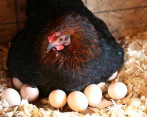 Почему куры клюют яйца и как их от этого отучить: полезные советы