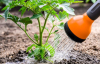 Урожай удивит: как правильно поливать помидоры