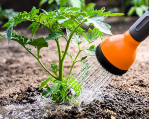 Урожай удивит: как правильно поливать помидоры