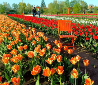 Понад мільйон тюльпанів: розквітло одне з найбільших полів України - фото