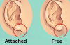Мочки вух розкажуть про ваш підхід до життя: тест, який "оголює" вашу особистість