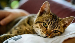10 очевидних ознак, що кіт любить свого господаря