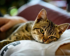 10 очевидних ознак, що кіт любить свого господаря