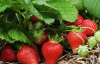 Урожай здивує: як і чим підживити полуницю