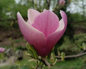 Вражають розкішшю: у Кременецькому ботанічному саду масово зацвіли магнолії та рододендрони