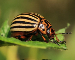 Допоможуть гірчиця та оцет: дієвий народний засіб проти колорадського жука