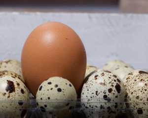 Перепелині чи курячі яйця: яка різниця та які корисніші