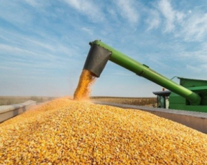 Какой урожай соберут в Украине в этом году - прогноз
