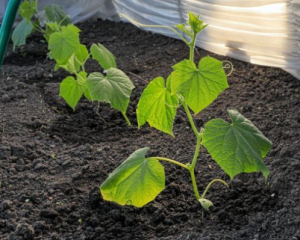 Коли і як посадити огірки, щоб був гарний урожай: поради городникам