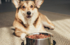 Сухой корм для собак: мифы