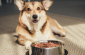 Сухий корм для собак: міфи