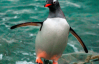 "Самые миниатюрные и с изюминкой": украинские полярники показали удивительные фото пингвинов