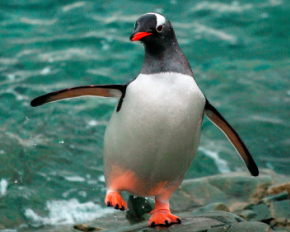"Самые миниатюрные и с изюминкой": украинские полярники показали удивительные фото пингвинов