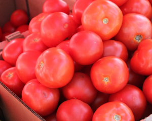 В Украине дешевеют помидоры - новые цены