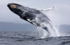 Украинские полярники показали на видео прыжки китов в Антарктике: яркое зрелище
