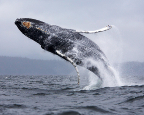 Украинские полярники показали на видео прыжки китов в Антарктике: яркое зрелище