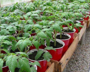 Когда высаживать рассаду в открытый грунт: назвали оптимальную температуру земли