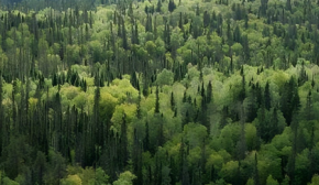 АДПУ и УАМ организовали общий вебинар о регламенте ЕС по обезлесиванию при экспорте продукции (EUDR)