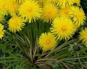 Три дієві способи, як позбутись кульбаби в дворі та на городі