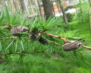 Сегодня обратите внимание на появление майских жуков: они укажут, будет ли летом засуха