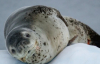 Украинские полярники показали милого "загорающего" на льдине морского леопарда