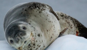 Українські полярники показали милого морського леопарда, що "засмагає" на крижині