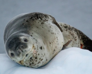 Украинские полярники показали милого &quot;загорающего&quot; на льдине морского леопарда
